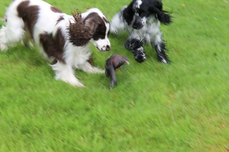 La chasse 