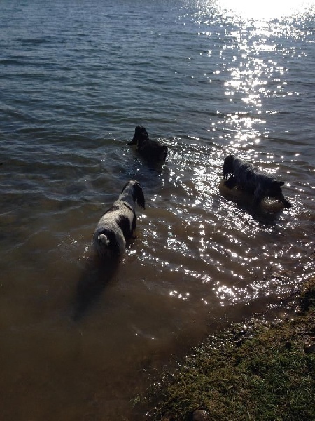 Les loulous aux lac 