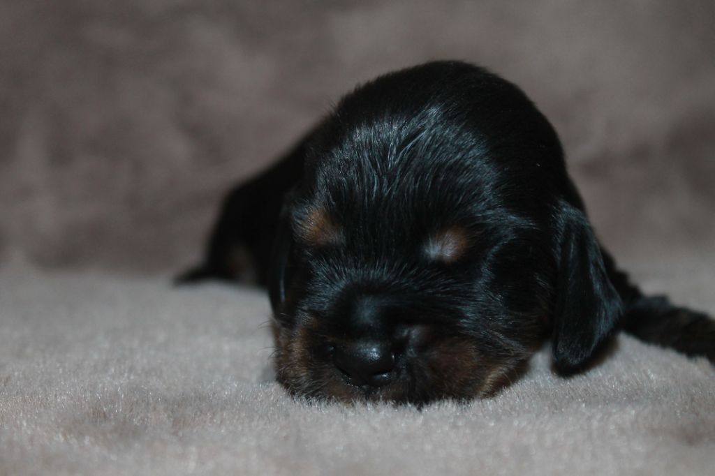 Du Domaine D'hakyna - Chiots disponibles - Cocker Spaniel Anglais