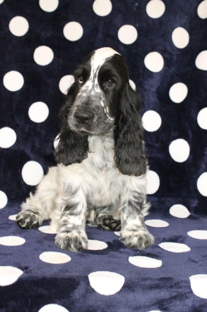 Du Domaine D'hakyna - Cocker Spaniel Anglais - Portée née le 14/04/2018