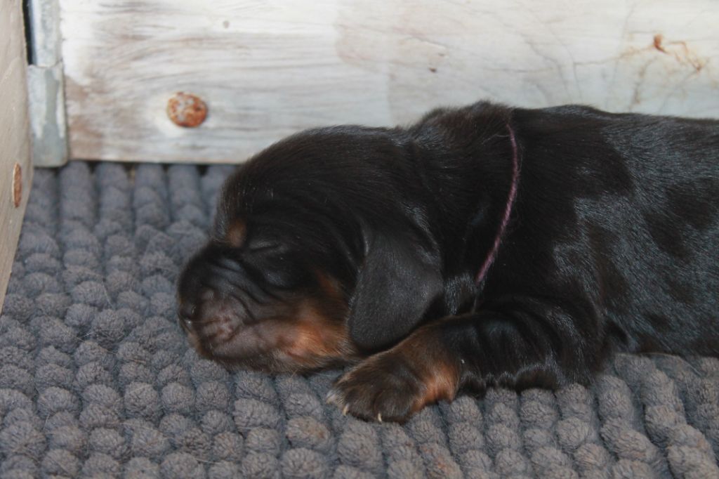 Du Domaine D'hakyna - Chiots disponibles - Cocker Spaniel Anglais