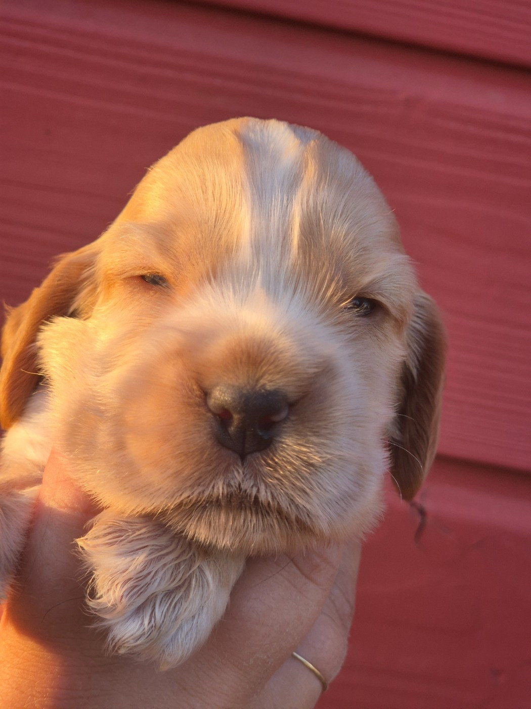 Du Domaine D'hakyna - Chiots disponibles - Cocker Spaniel Anglais