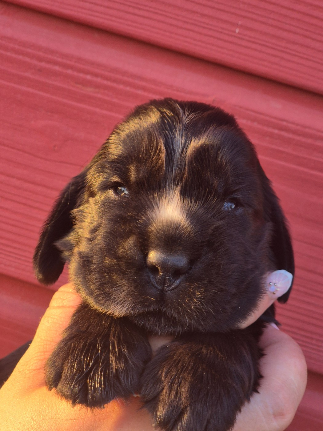 Du Domaine D'hakyna - Chiots disponibles - Cocker Spaniel Anglais