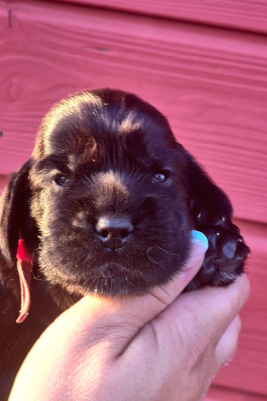 Du Domaine D'hakyna - Chiots disponibles - Cocker Spaniel Anglais