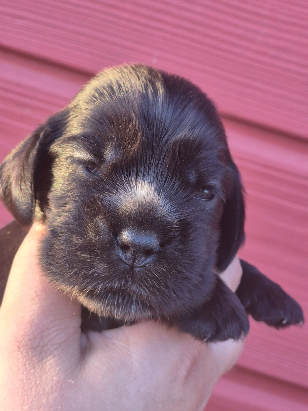 Du Domaine D'hakyna - Chiots disponibles - Cocker Spaniel Anglais