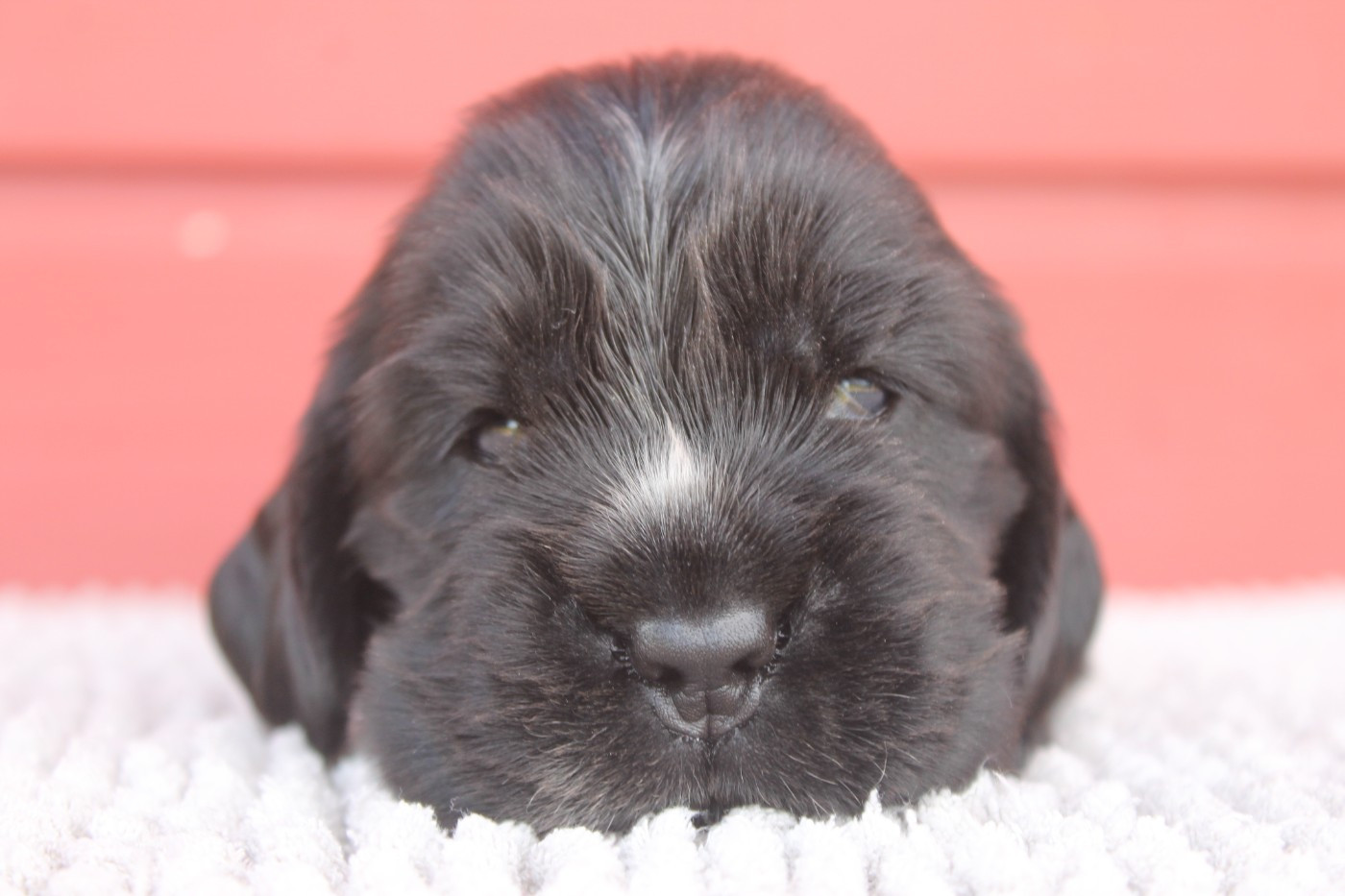 Du Domaine D'hakyna - Chiots disponibles - Cocker Spaniel Anglais