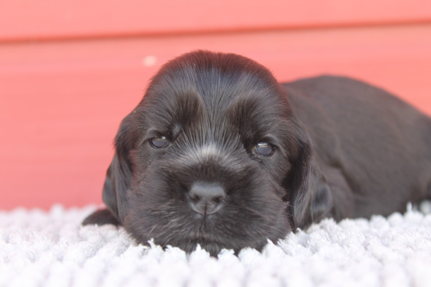 Du Domaine D'hakyna - Chiots disponibles - Cocker Spaniel Anglais