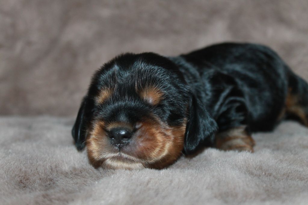 Du Domaine D'hakyna - Chiots disponibles - Cocker Spaniel Anglais