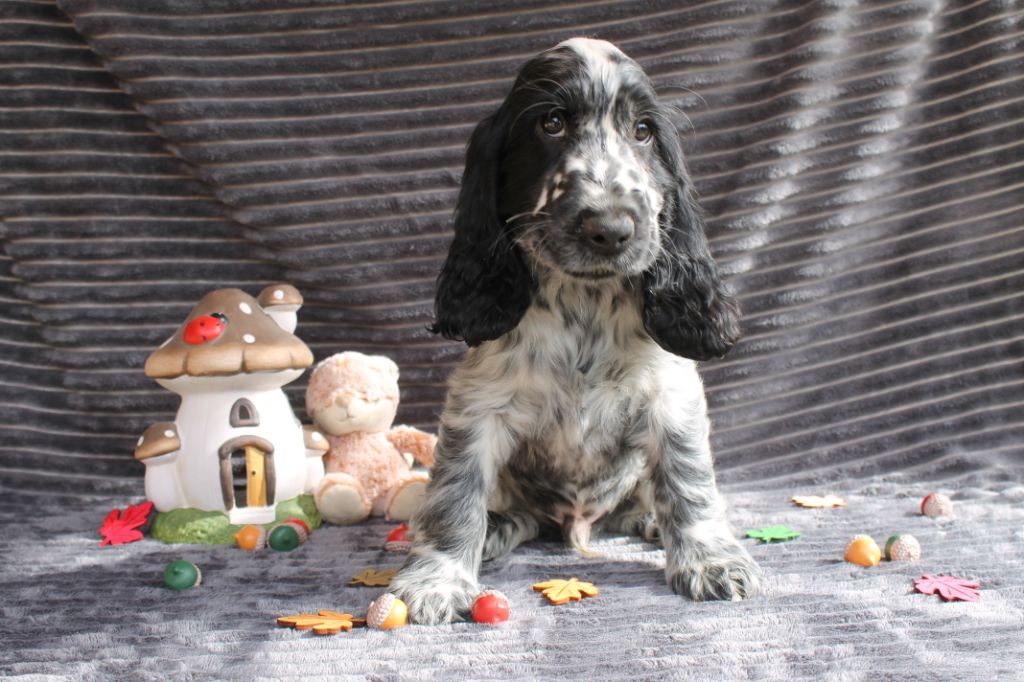 Du Domaine D'hakyna - Cocker Spaniel Anglais - Portée née le 01/07/2018