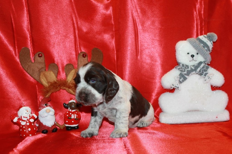 Du Domaine D'hakyna - Cocker Spaniel Anglais - Portée née le 13/11/2015