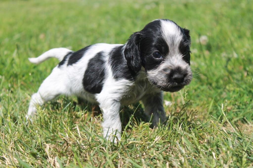 Du Domaine D'hakyna - Chiots disponibles - Cocker Spaniel Anglais