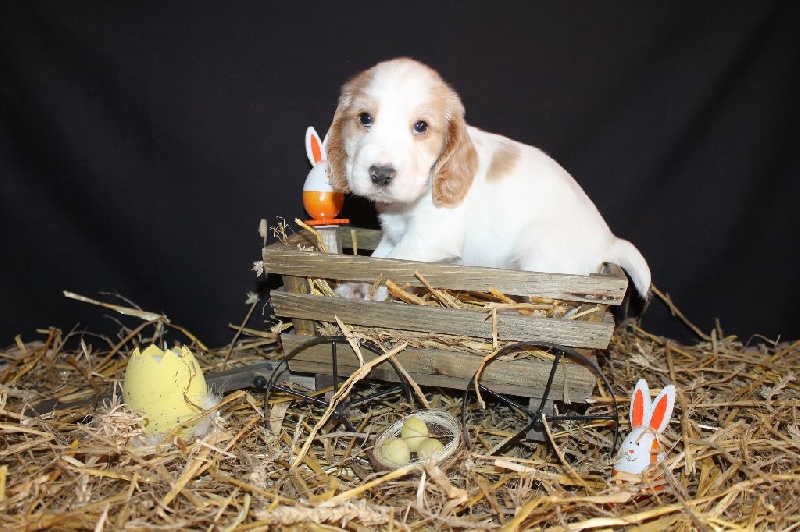 Du Domaine D'hakyna - Cocker Spaniel Anglais - Portée née le 21/01/2015