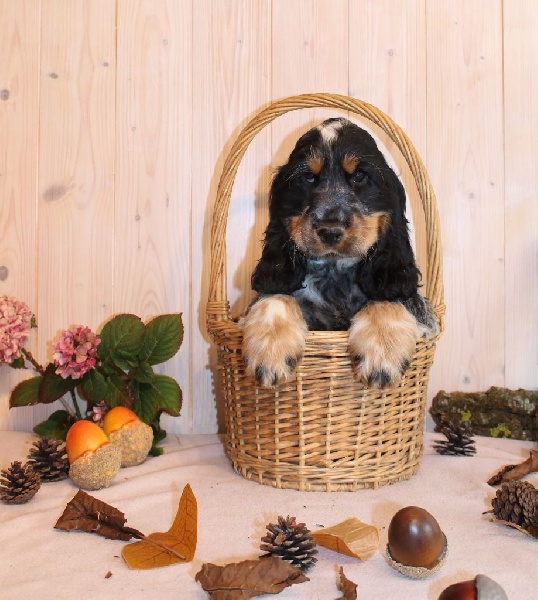 Du Domaine D'hakyna - Cocker Spaniel Anglais - Portée née le 08/07/2015