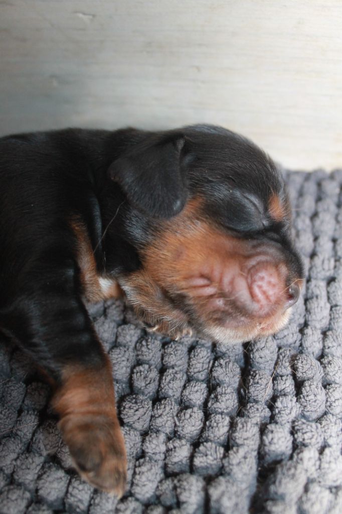 Du Domaine D'hakyna - Chiots disponibles - Cocker Spaniel Anglais