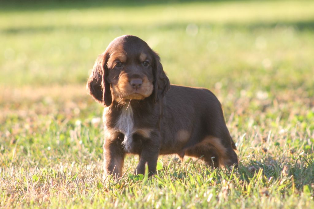 Du Domaine D'hakyna - Cocker Spaniel Anglais - Portée née le 24/05/2025