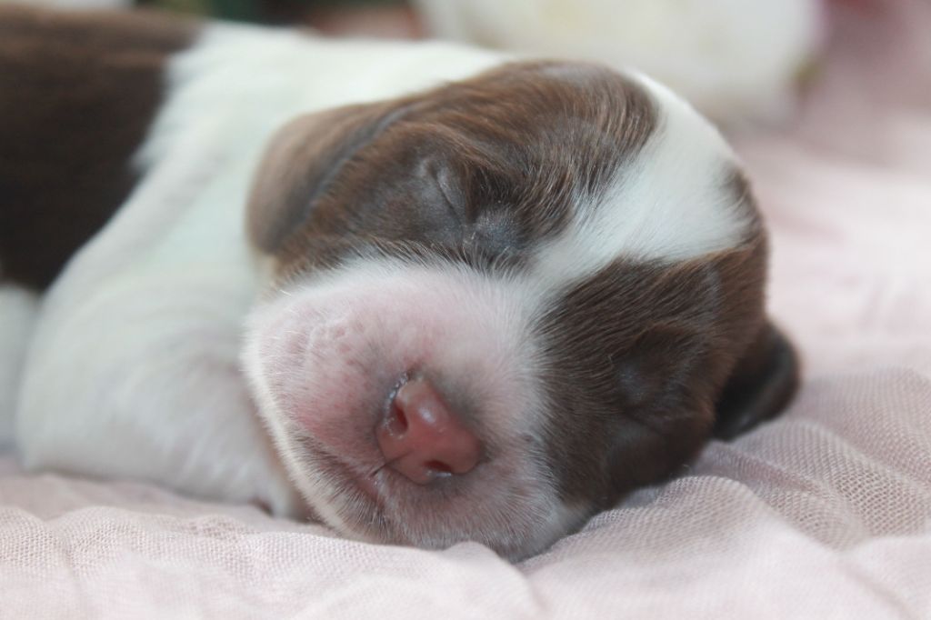 Du Domaine D'hakyna - Chiots disponibles - Cocker Spaniel Anglais