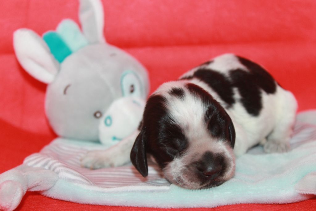 Du Domaine D'hakyna - Chiots disponibles - Cocker Spaniel Anglais