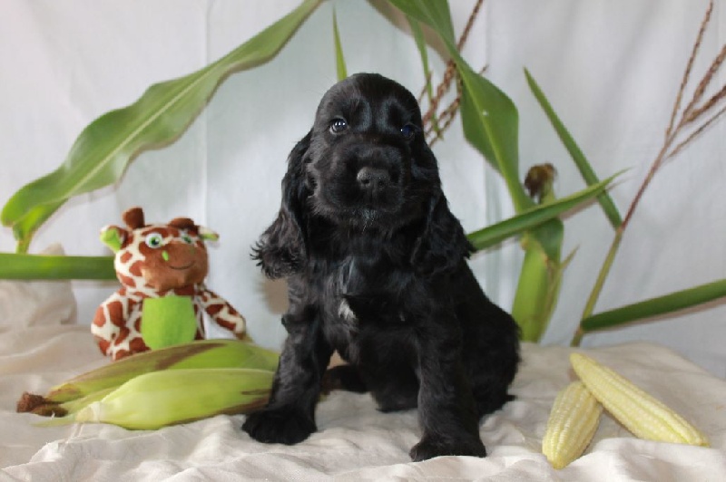 Du Domaine D'hakyna - Cocker Spaniel Anglais - Portée née le 02/07/2015