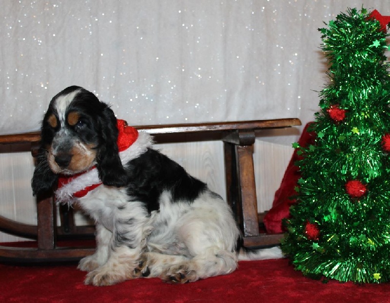 Du Domaine D'hakyna - Cocker Spaniel Anglais - Portée née le 12/09/2016