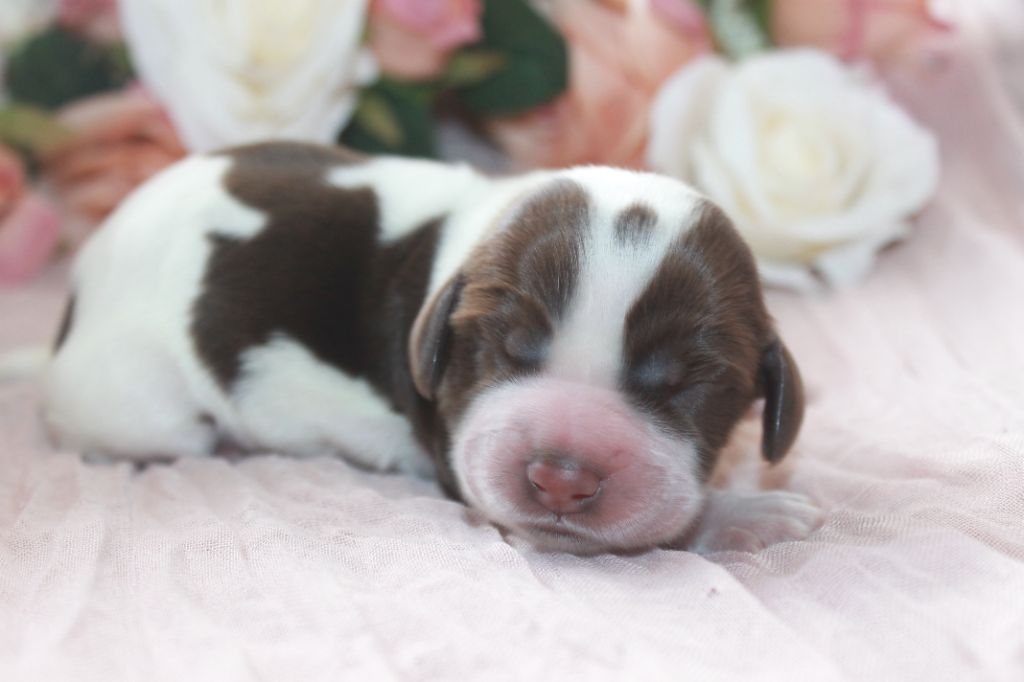 Du Domaine D'hakyna - Chiots disponibles - Cocker Spaniel Anglais