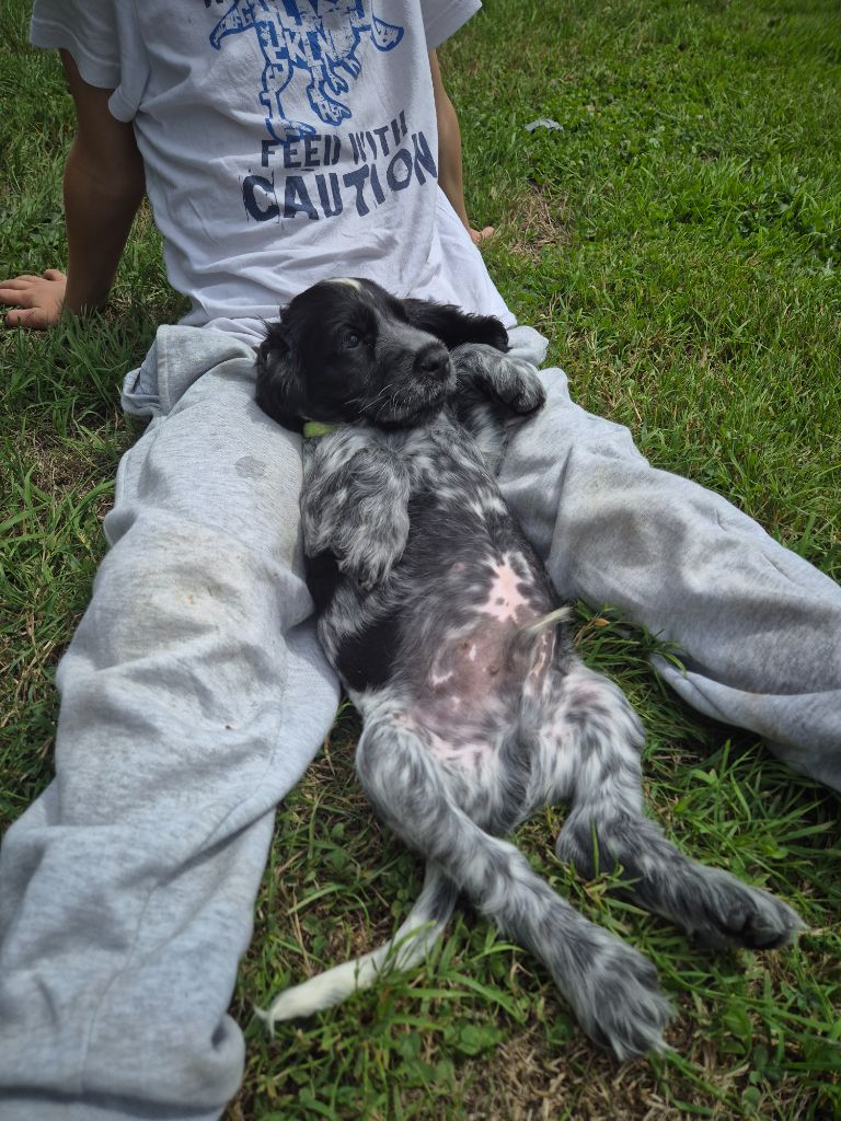 Du Domaine D'hakyna - Chiots disponibles - Cocker Spaniel Anglais