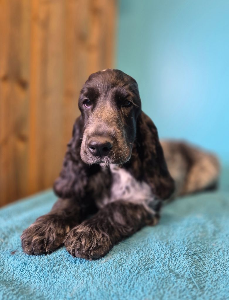 Du Domaine D'hakyna - Chiots disponibles - Cocker Spaniel Anglais