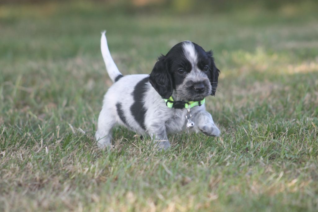 Du Domaine D'hakyna - Chiots disponibles - Cocker Spaniel Anglais