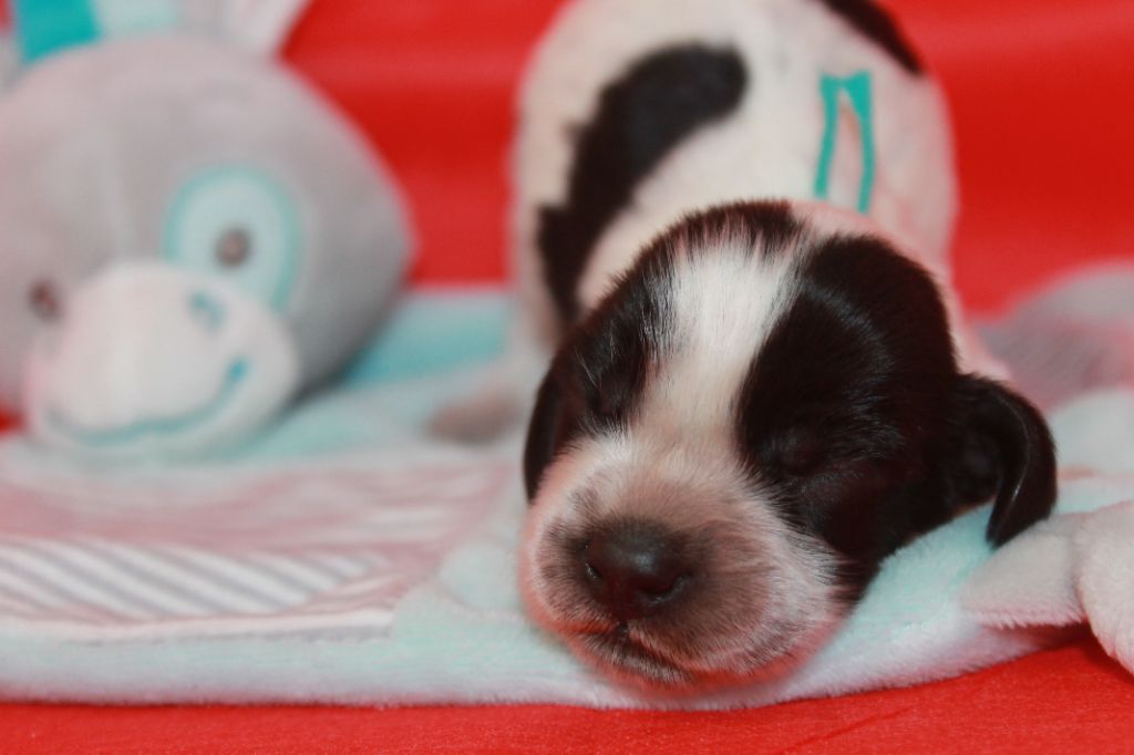 Du Domaine D'hakyna - Chiots disponibles - Cocker Spaniel Anglais