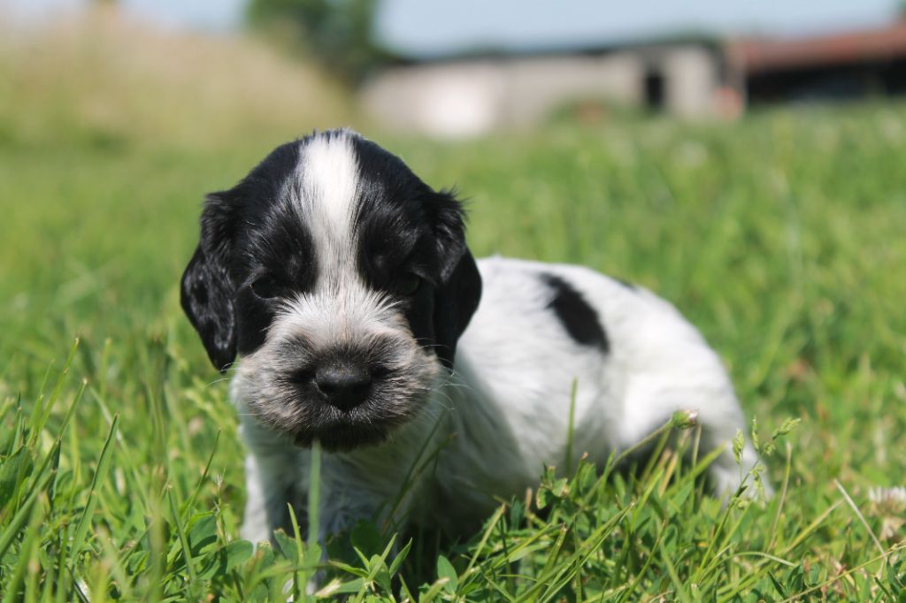Du Domaine D'hakyna - Chiots disponibles - Cocker Spaniel Anglais
