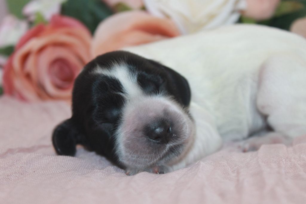 Du Domaine D'hakyna - Chiots disponibles - Cocker Spaniel Anglais