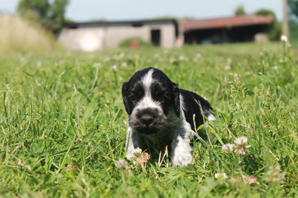Du Domaine D'hakyna - Chiots disponibles - Cocker Spaniel Anglais