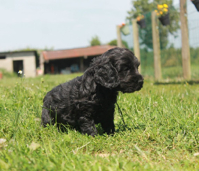 A Bright new Star Annabelle domaine d'hakyna