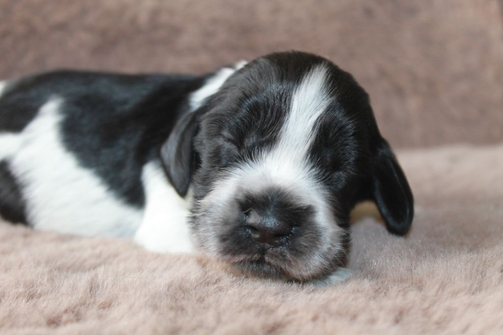 Du Domaine D'hakyna - Chiots disponibles - Cocker Spaniel Anglais
