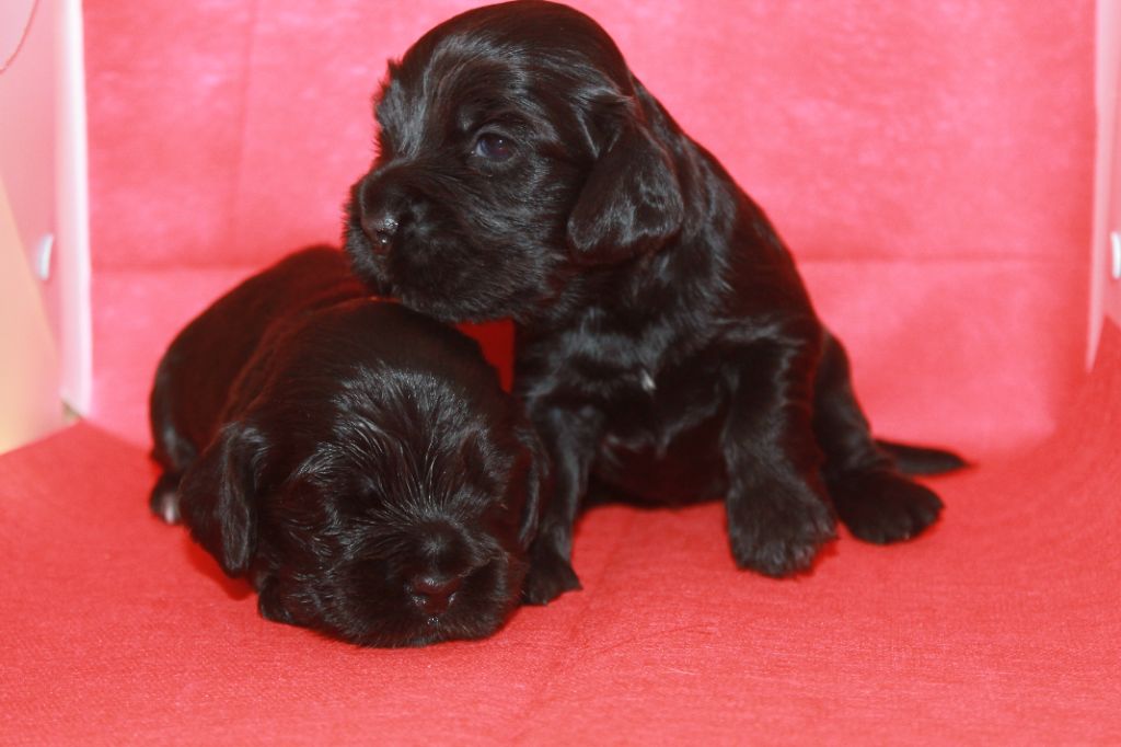 Du Domaine D'hakyna - Cocker Spaniel Anglais - Portée née le 11/05/2025