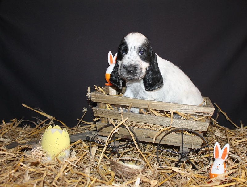 Du Domaine D'hakyna - Cocker Spaniel Anglais - Portée née le 21/01/2015