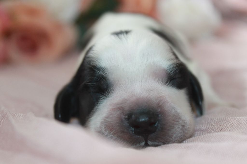 Du Domaine D'hakyna - Chiots disponibles - Cocker Spaniel Anglais