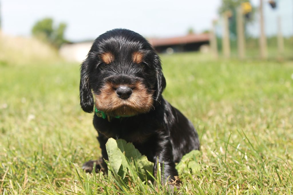 Du Domaine D'hakyna - Chiots disponibles - Cocker Spaniel Anglais