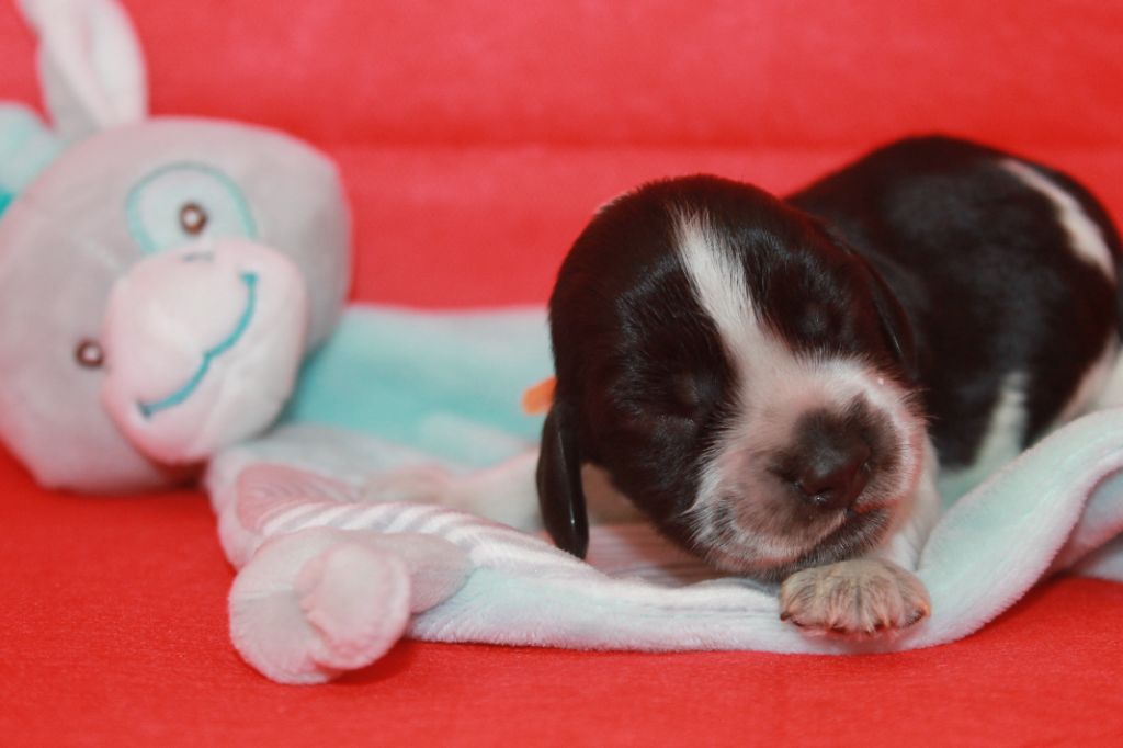 Du Domaine D'hakyna - Chiots disponibles - Cocker Spaniel Anglais
