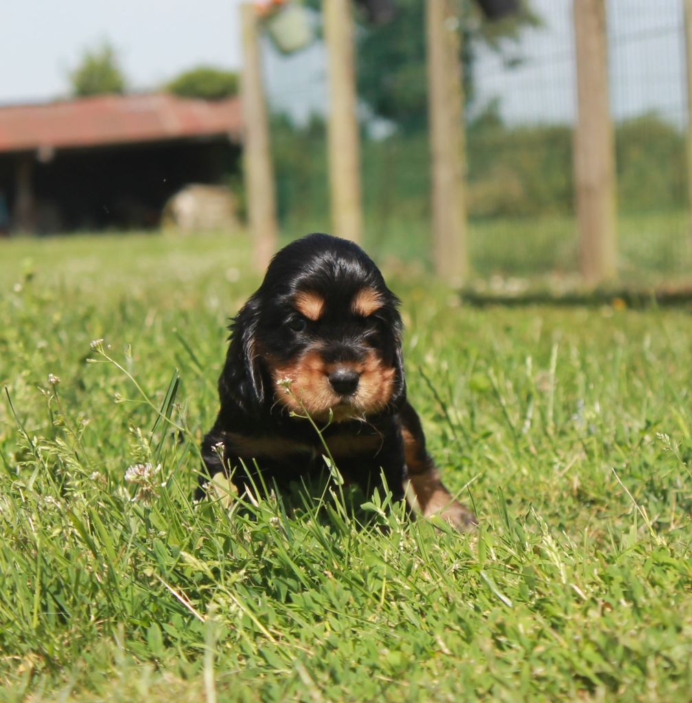 Du Domaine D'hakyna - Chiots disponibles - Cocker Spaniel Anglais