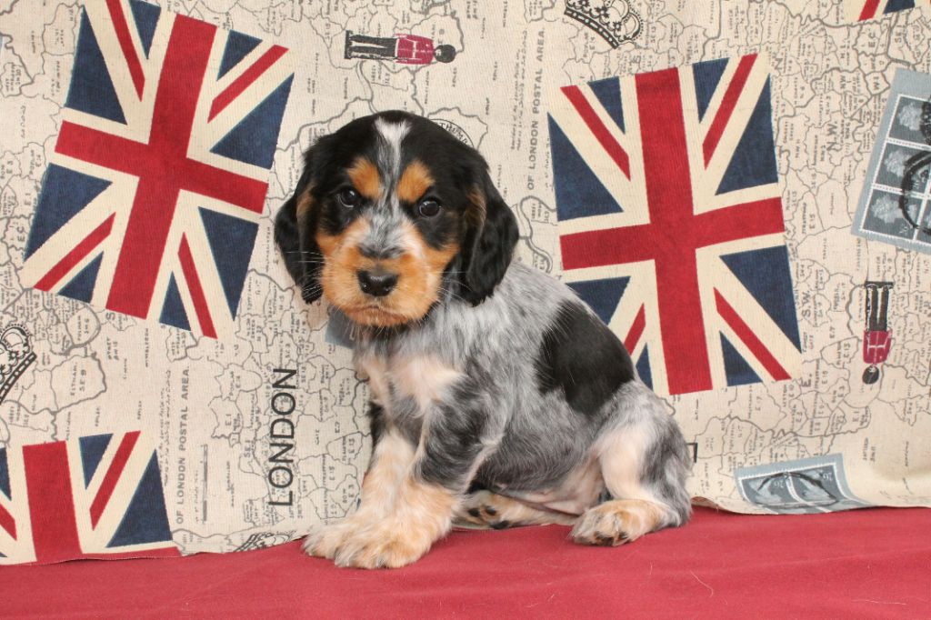 Du Domaine D'hakyna - Cocker Spaniel Anglais - Portée née le 14/04/2018