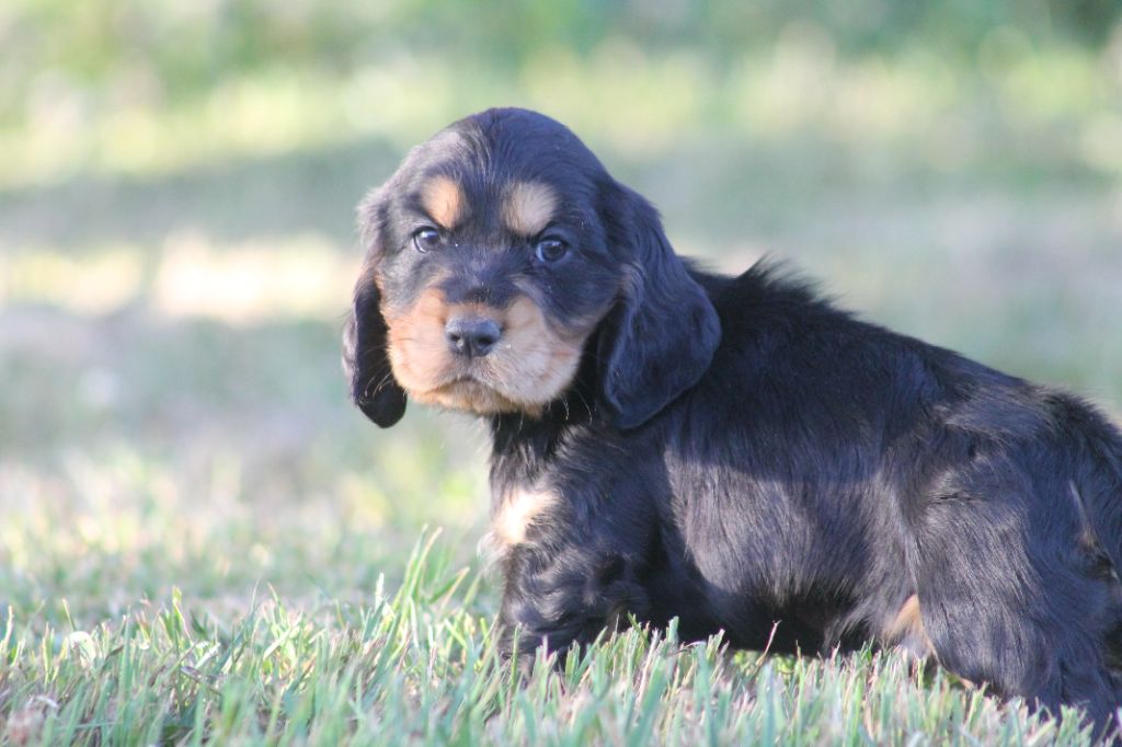 Du Domaine D'hakyna - Chiots disponibles - Cocker Spaniel Anglais
