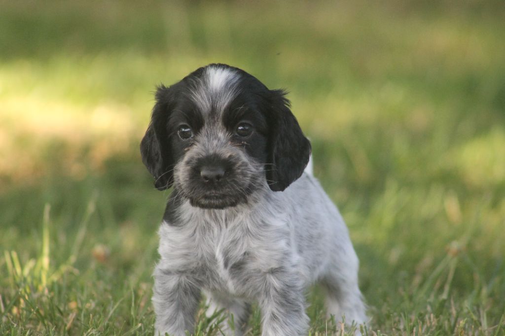 Du Domaine D'hakyna - Chiots disponibles - Cocker Spaniel Anglais