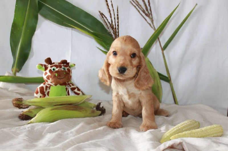 Du Domaine D'hakyna - Cocker Spaniel Anglais - Portée née le 02/07/2015