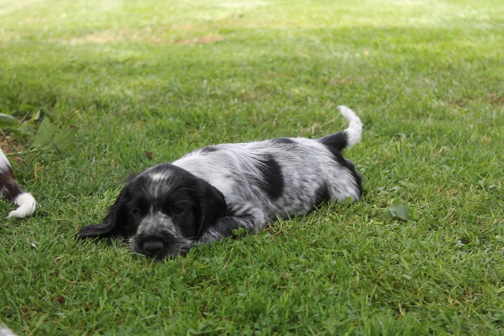 Du Domaine D'hakyna - Cocker Spaniel Anglais - Portée née le 14/05/2017