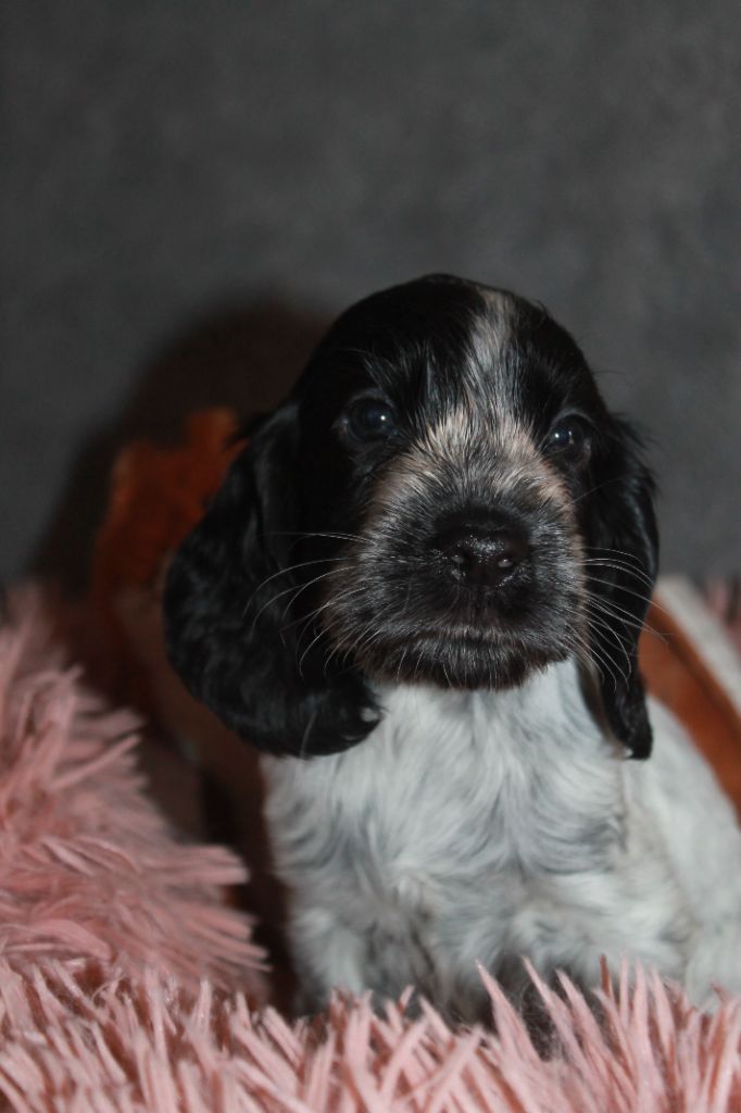Du Domaine D'hakyna - Chiots disponibles - Cocker Spaniel Anglais