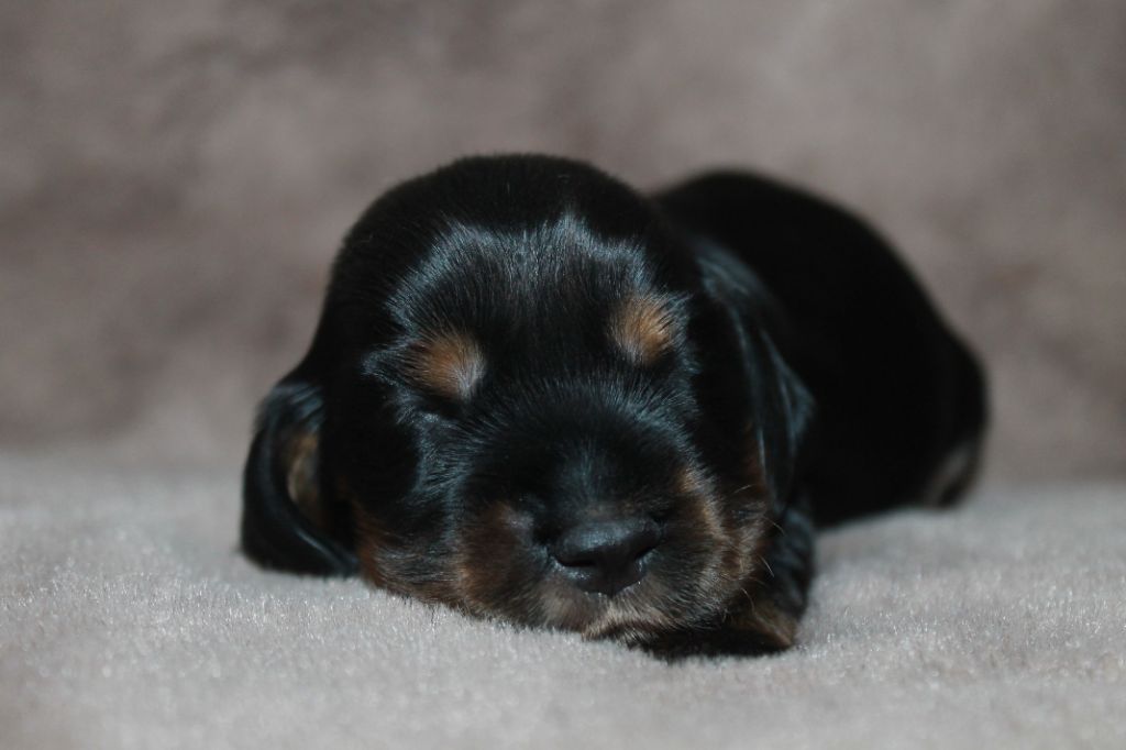 Du Domaine D'hakyna - Chiots disponibles - Cocker Spaniel Anglais