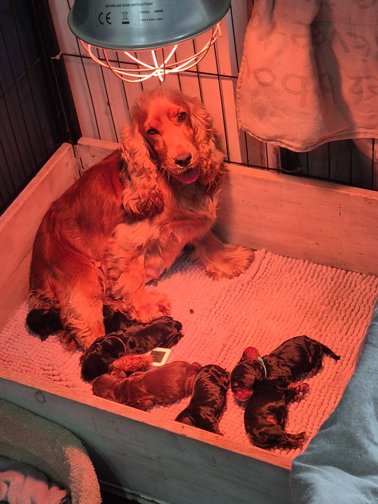Du Domaine D'hakyna - Chiots disponibles - Cocker Spaniel Anglais